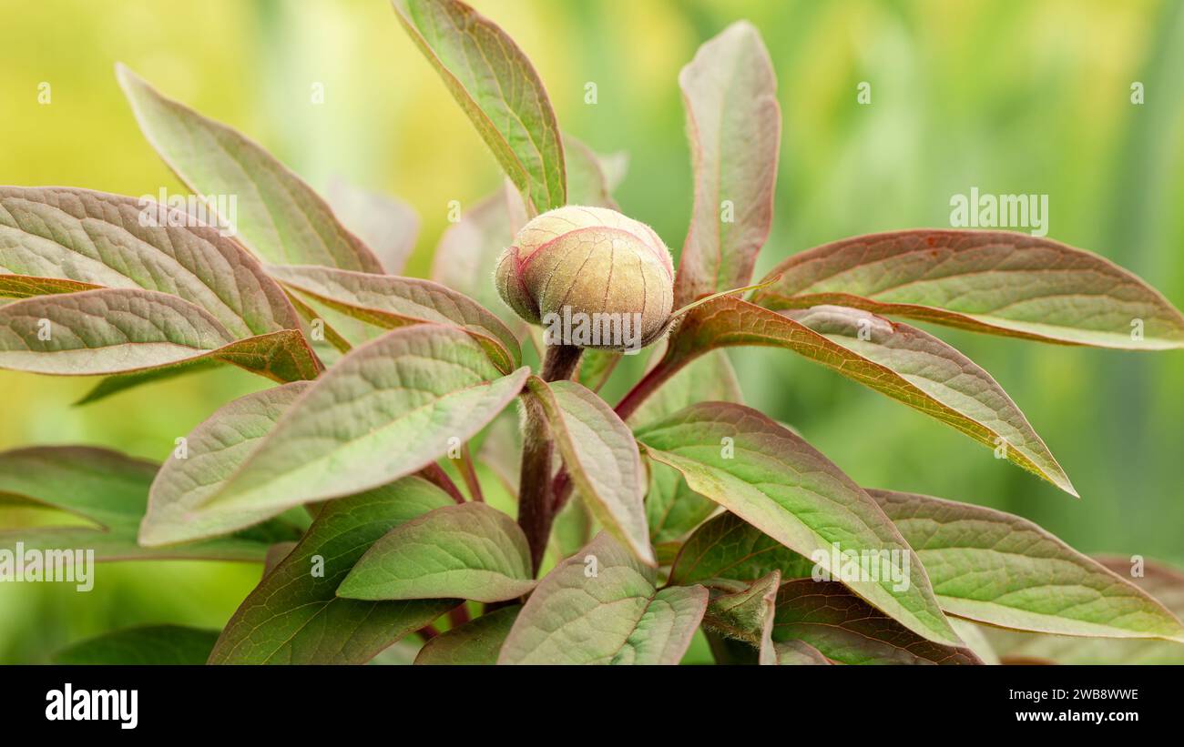 Selective focus flower bud of Paeonia officinalis or common peony about to bloom in the garden. Stock Photo