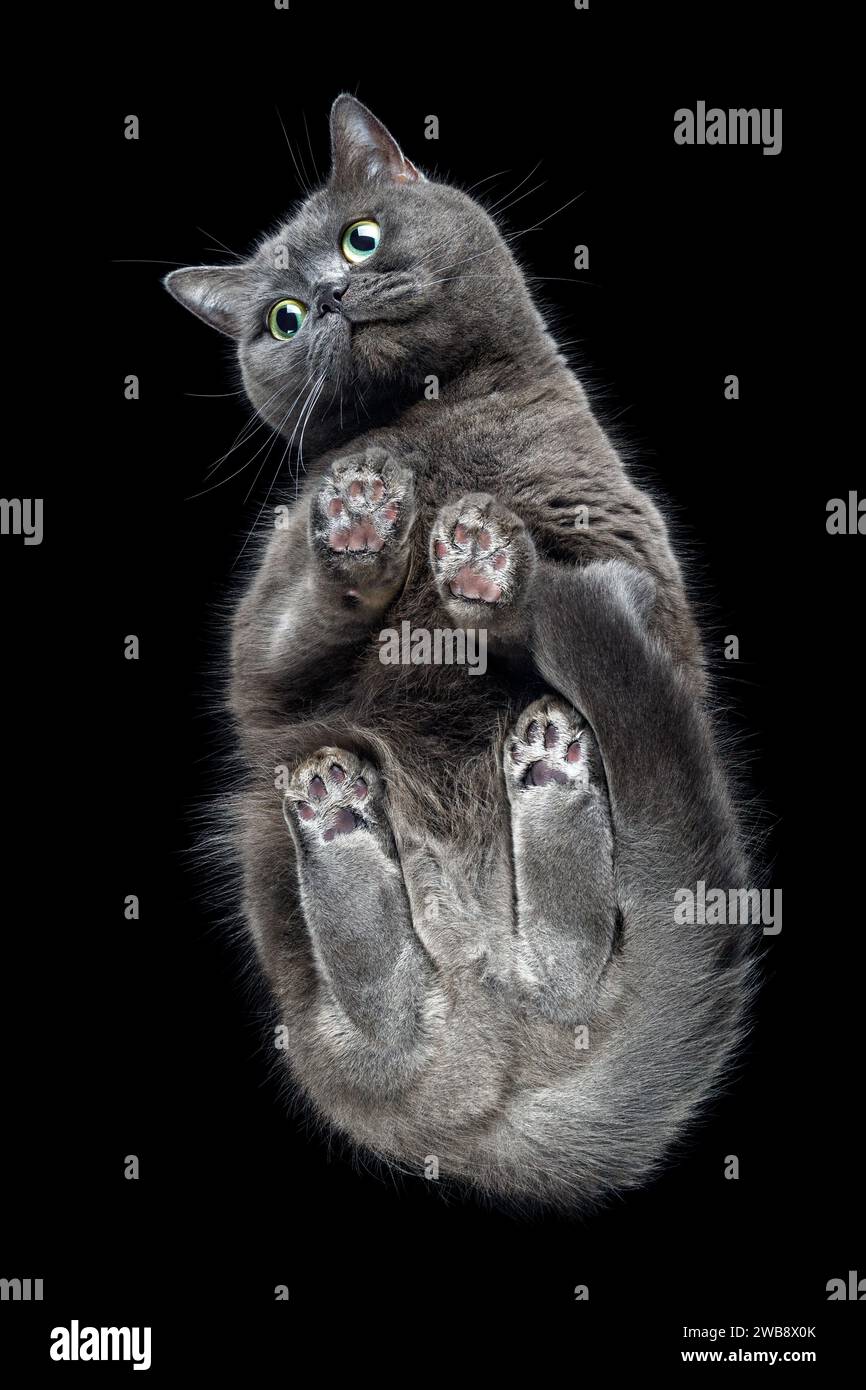 Cute gray cat with greenyellow eyes from below looking at camera