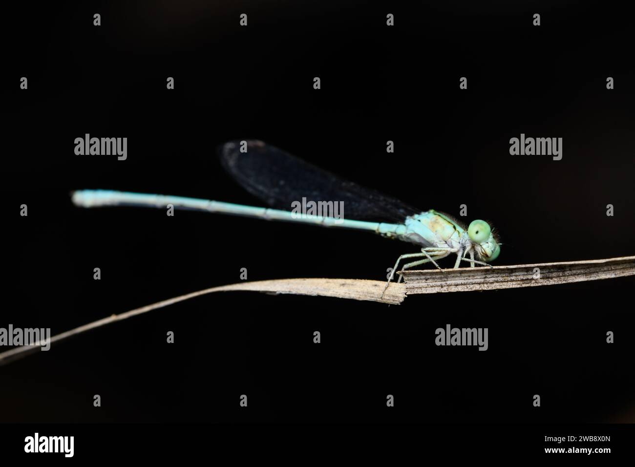 A Blue River Damselfly (Pseudagrion microcephalum) rests on a dry twig, highlighted against a dark background. Stock Photo