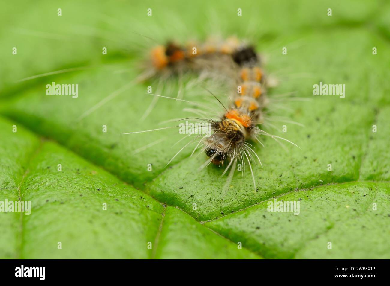 Macro of Rusty Tussock Moth Caterpillar (Orgyia antiqua) on a green leaf. Stock Photo