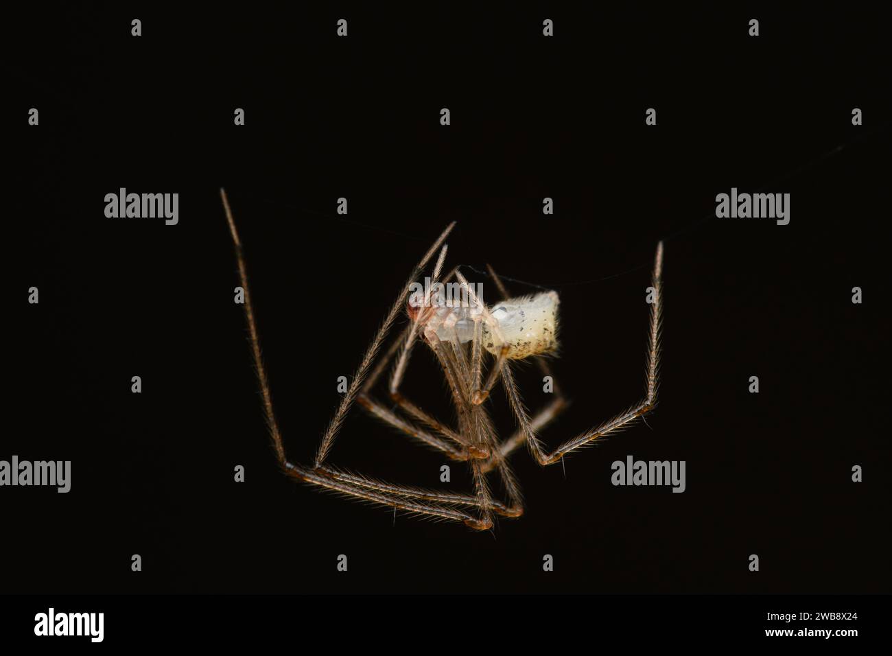 A Comb-footed Spider (Meotipa sahyadri) suspended in its intricate web ...