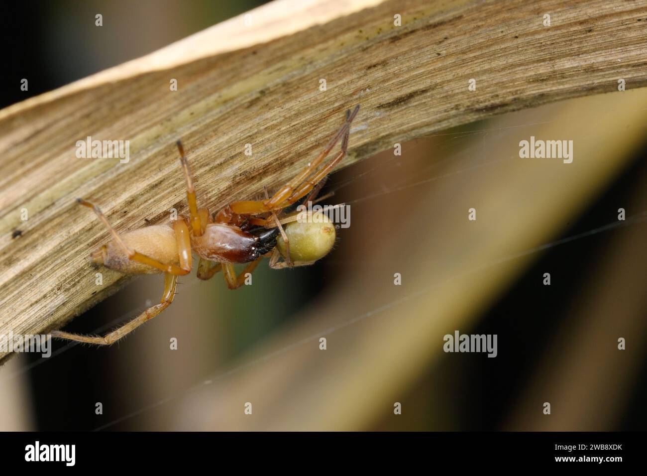 The predatory Cheiracanthium punctorium, a Yellow Sack Spider, traversing a dry leaf in search of prey, illustrating Satara's diverse arachnid species Stock Photo