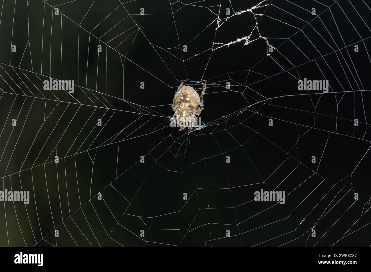 An orb weaver spider (Neoscona mukerji) in the center of its web in Satara, Maharashtra. Stock Photo