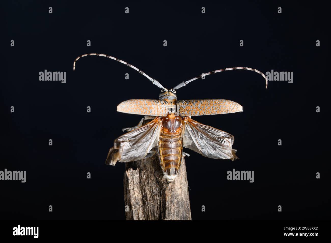 A Longhorn Beetle (Batocera rufomaculata) spreads its wings atop a wooden perch, poised for flight against a dark backdrop. Stock Photo