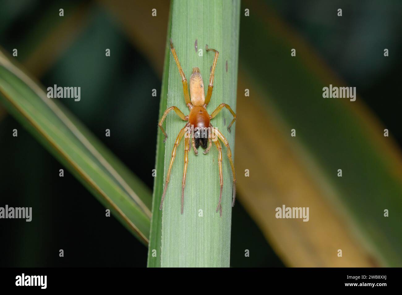 A yellow sack spider (Cheiracanthium punctorium) on a green leaf in Satara, Maharashtra. Stock Photo