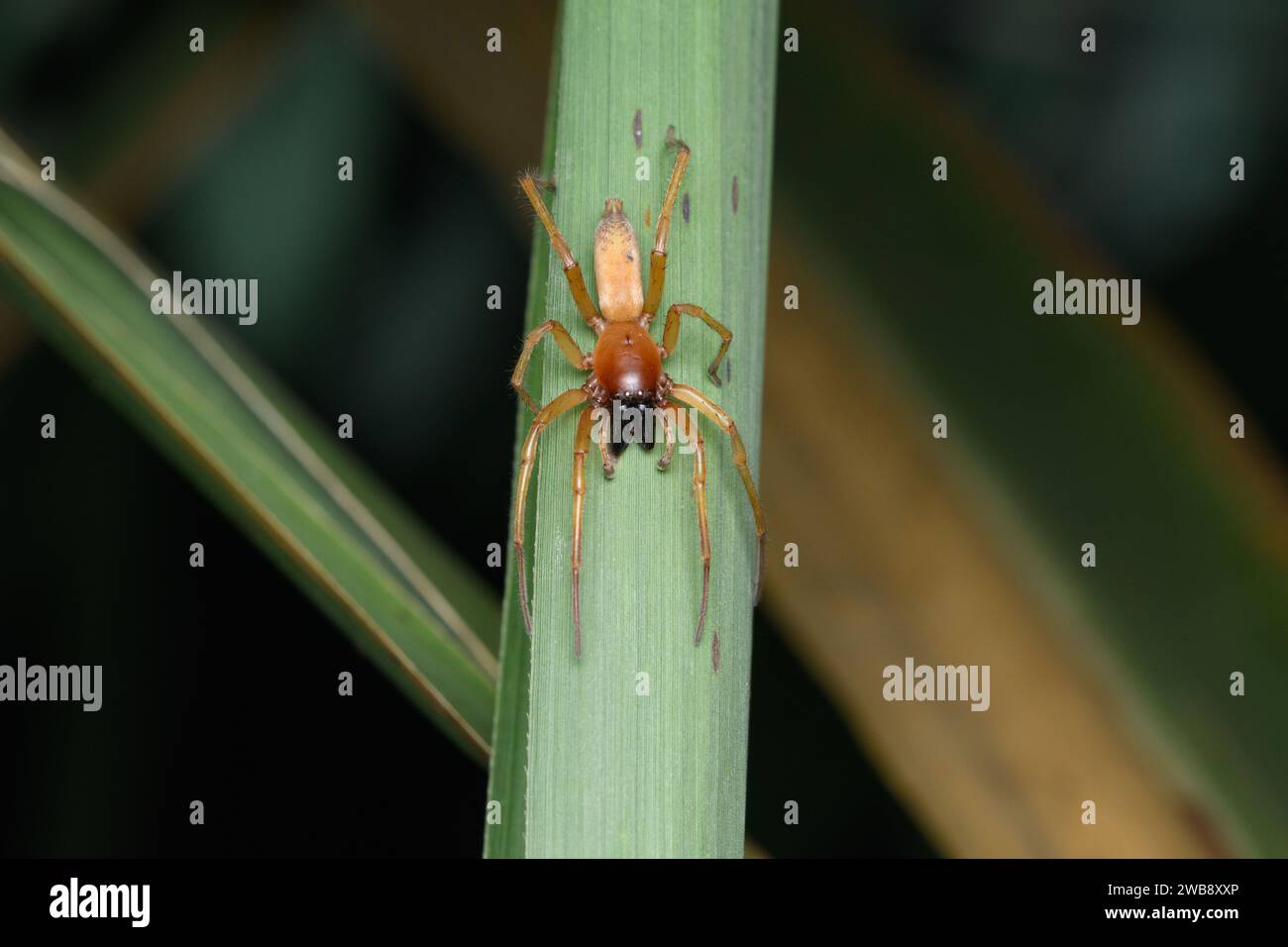 A vividly colored Cheiracanthium punctorium spider on a contrasting green leaf in Satara Stock Photo