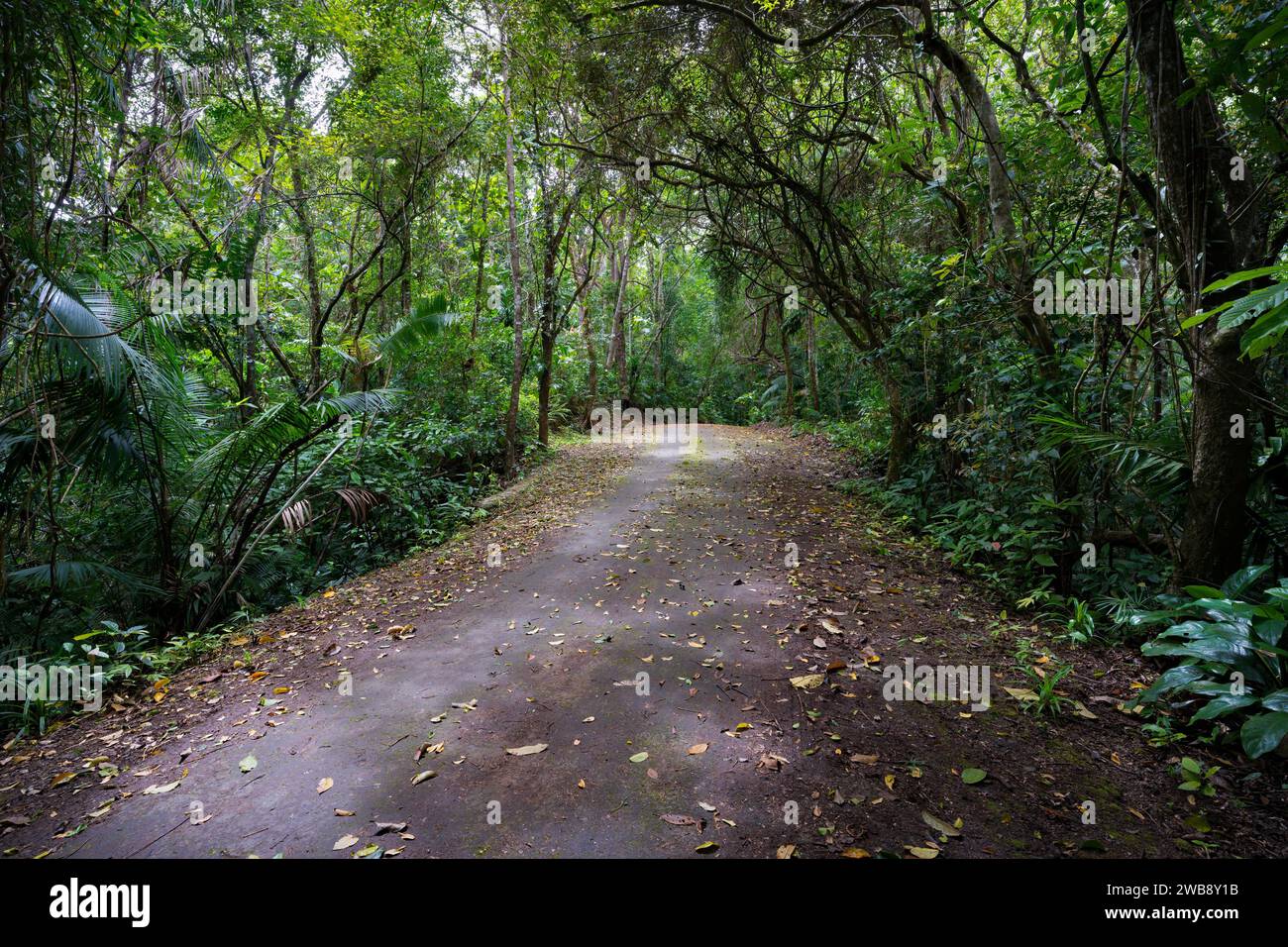 A scenic view of Mt Bandilaan National Park, Siquijor, Philippines Stock Photo