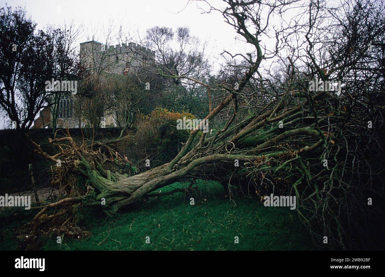 Uprooted tree shortly after the Great Storm of 1987 at Boughton Aluph, near Ashford, Kent, South East England Stock Photo