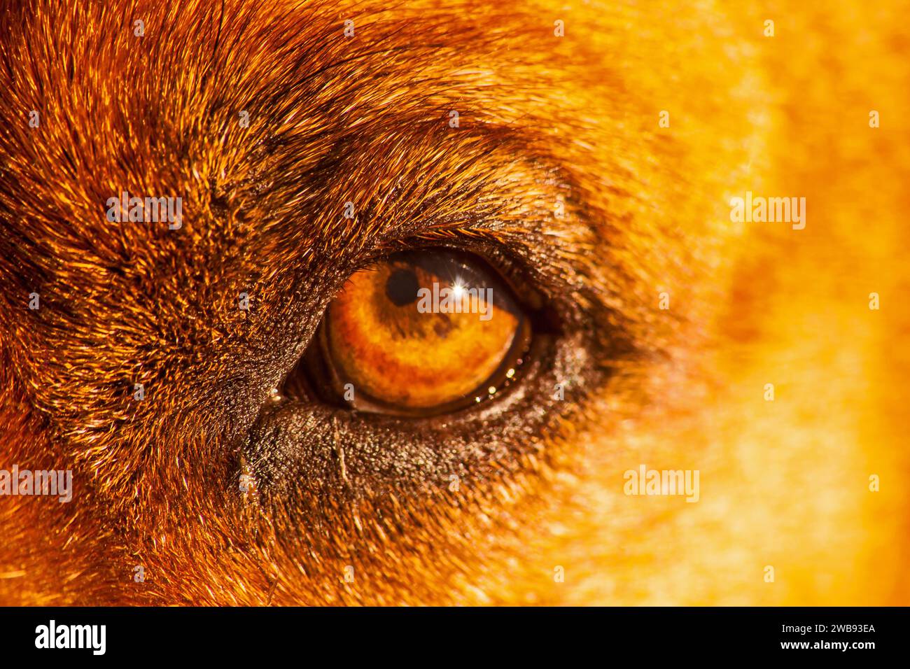 In the eye of the Boerboel 15452 Stock Photo