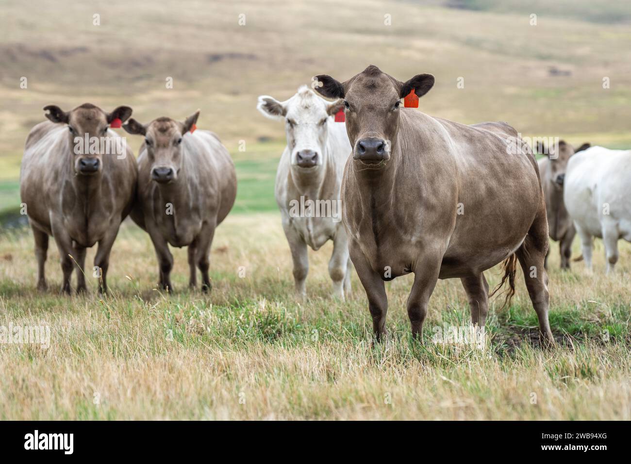 cows and cattle grazing in tasmania Australia Stock Photo - Alamy