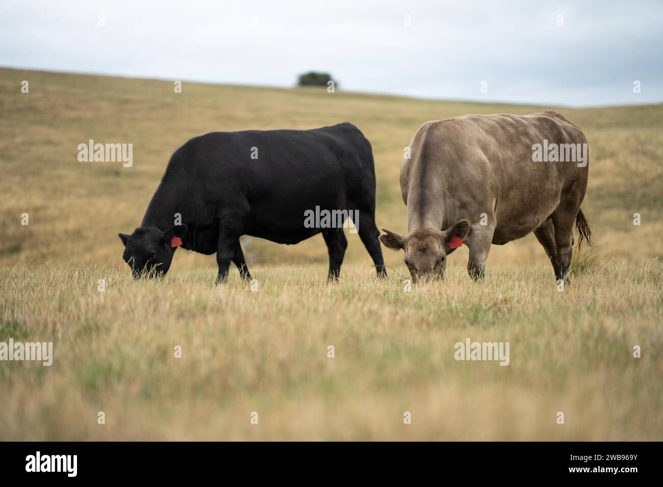 cows and cattle grazing in tasmania Australia Stock Photo - Alamy
