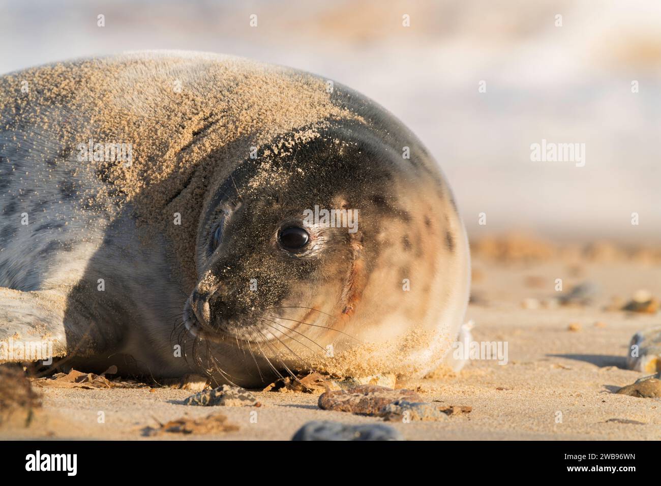 Shangle Pup grey seal or gray seal, Halichoerus grypus, close up of single pup baby ...