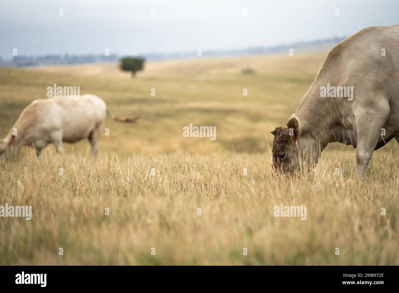 cows and cattle grazing in tasmania Australia Stock Photo - Alamy