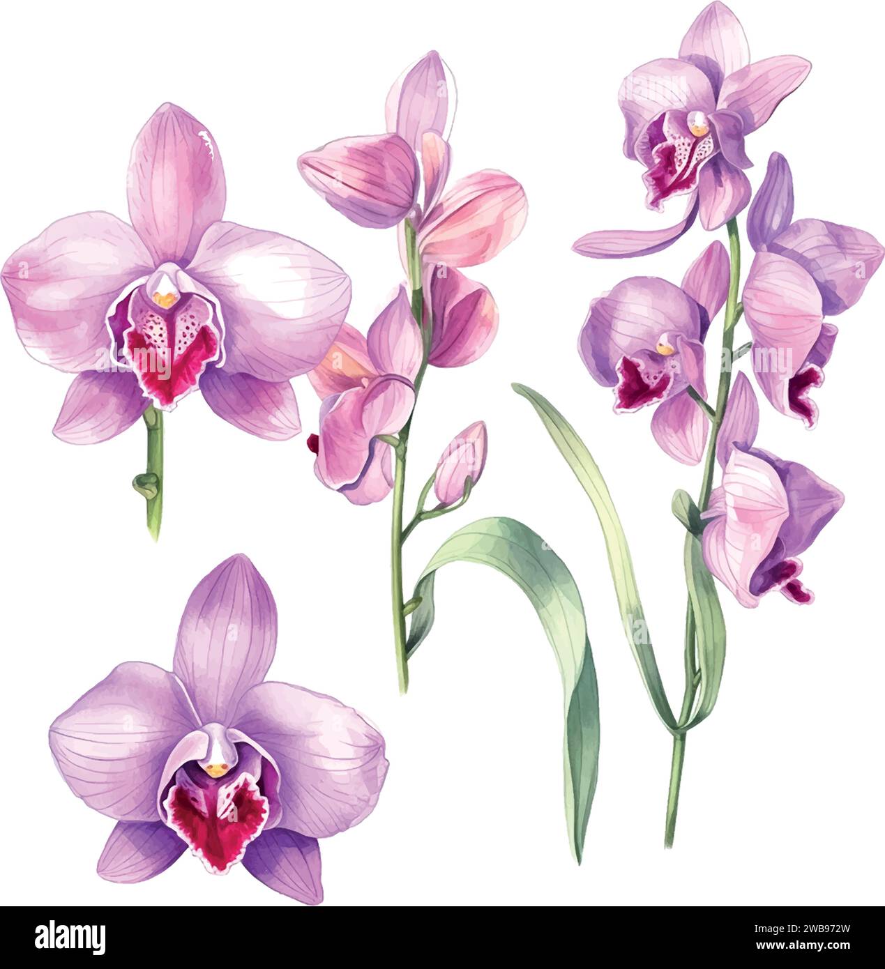 Dendrobium orchid flower Stock Vector Images - Alamy