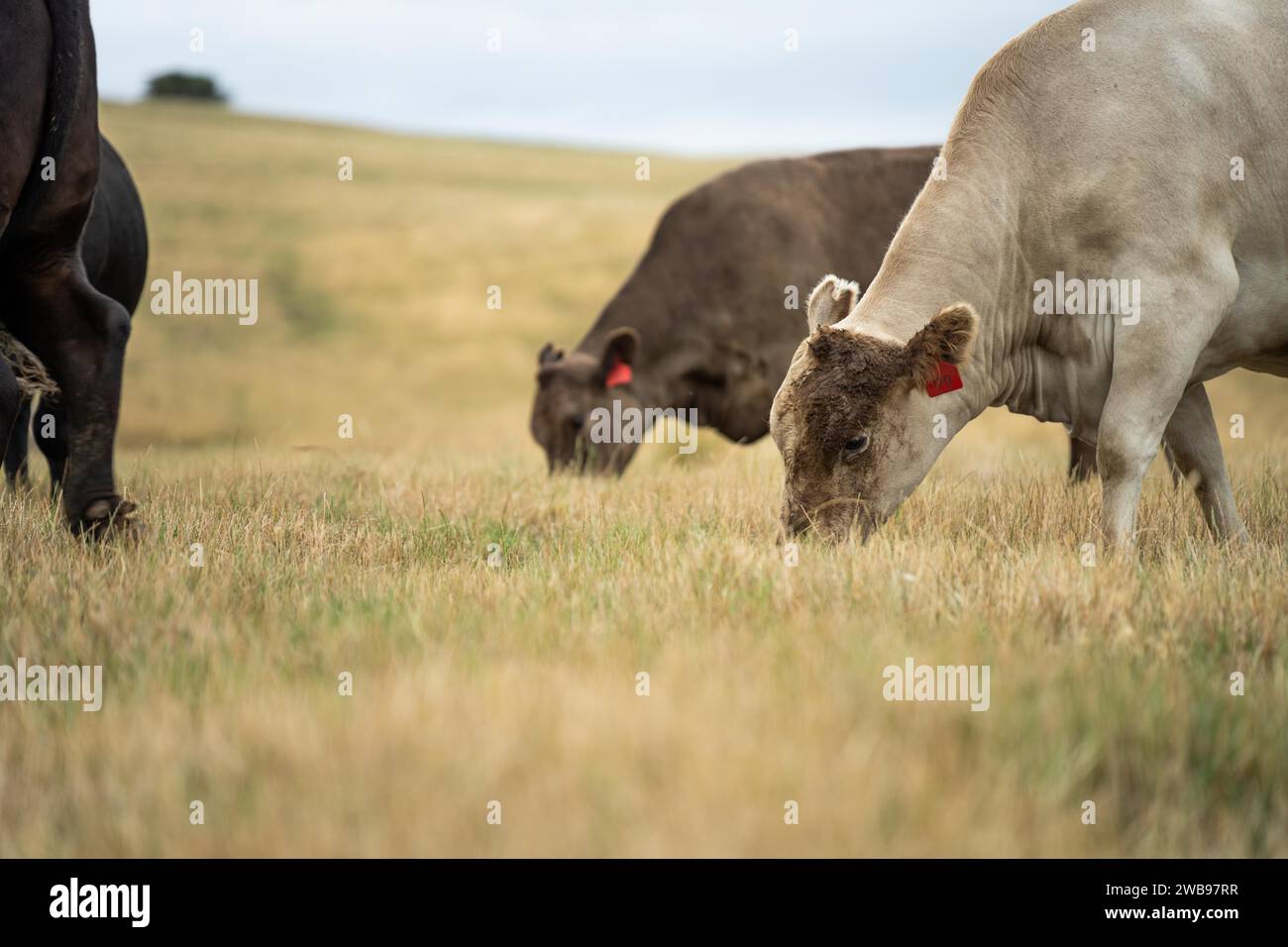 cows and cattle grazing in tasmania Australia Stock Photo - Alamy
