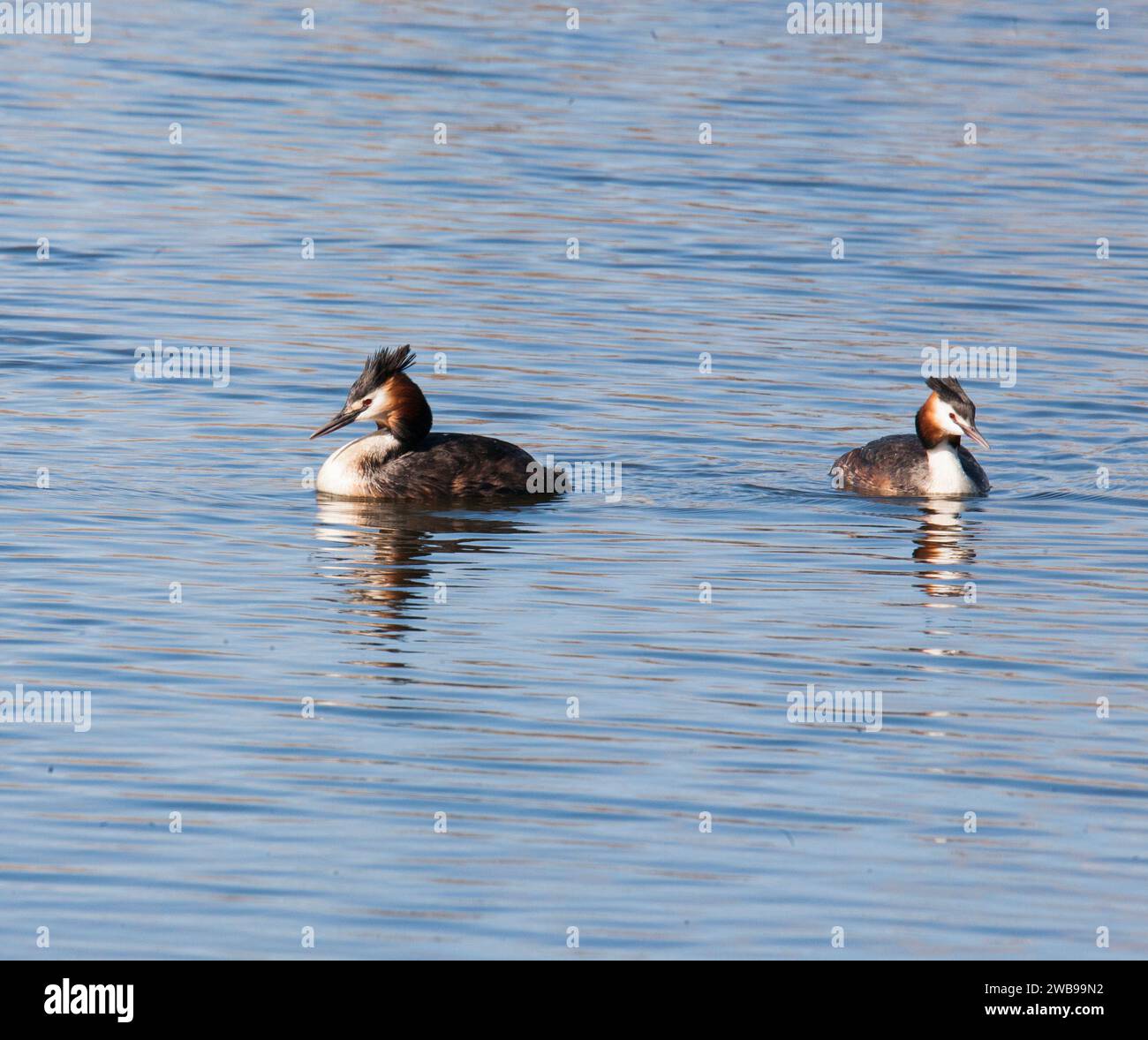 GREAT CRESTED GREBE  Podiceps cristatus on water Stock Photo