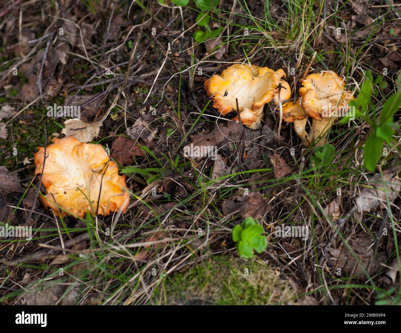 CHANTERELLE outdoor in forest Stock Photo