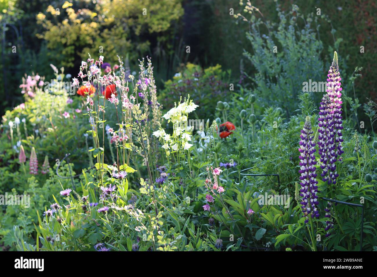 English cottage garden flower beds full of pink, purple and red flowers ...
