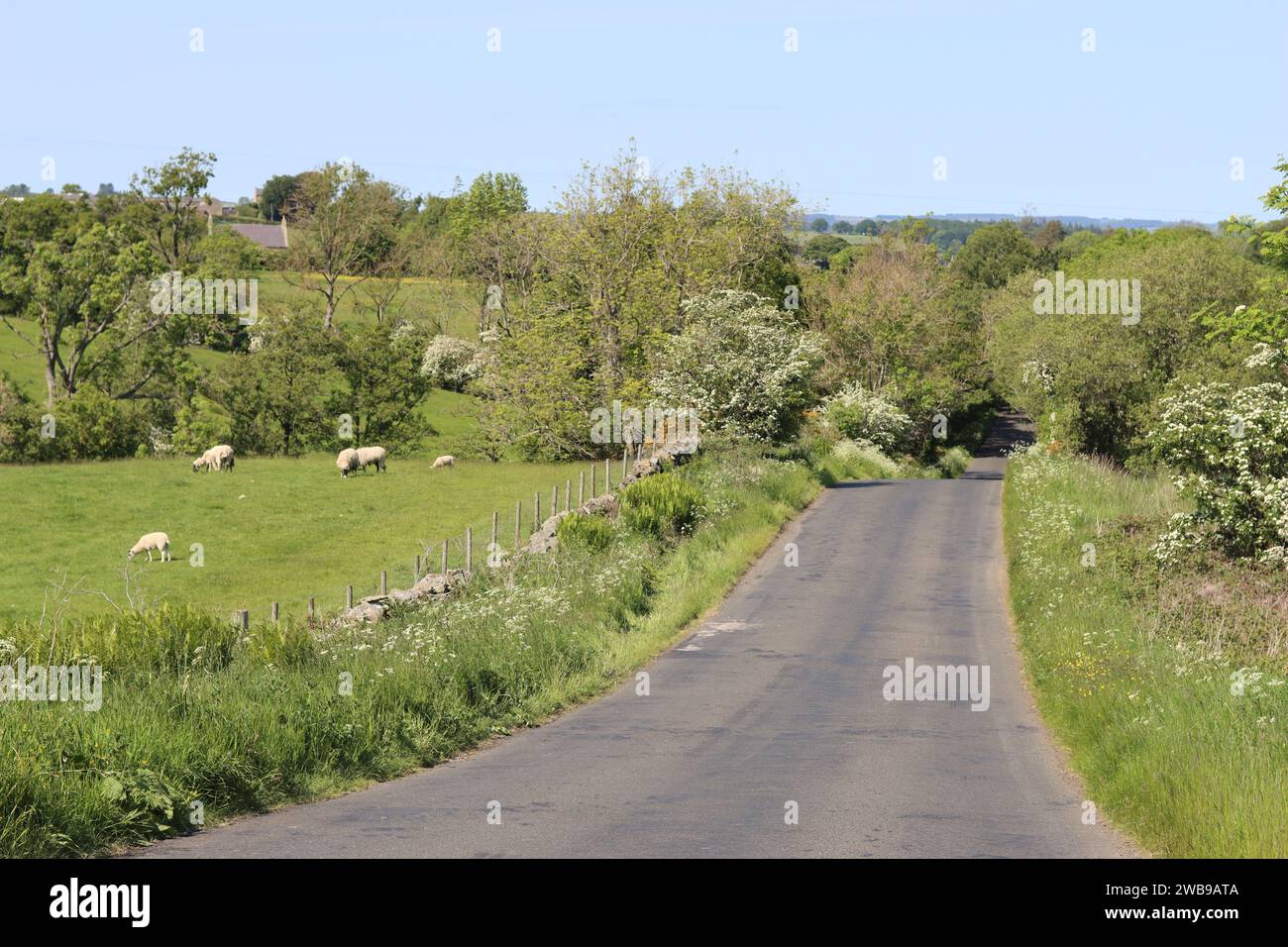 Quiet countryside road surrounded by wildflower verges and trees, in sunlight Stock Photo