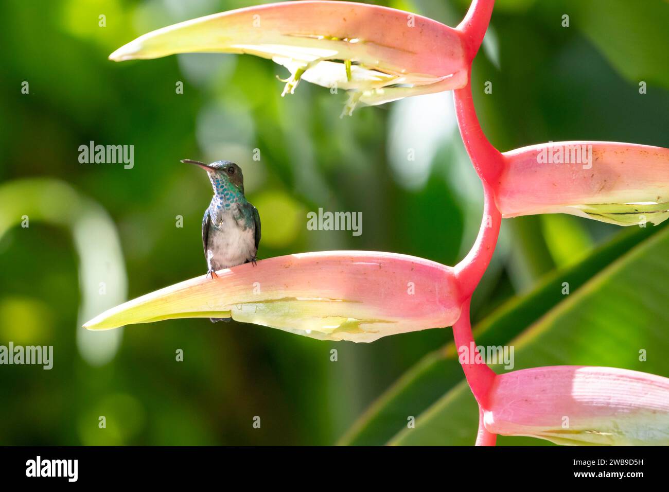 Blue-chinned Sapphire hummingbird, Chlorestes notata, perching on an exotic pink Heliconia flower in the sunlight Stock Photo