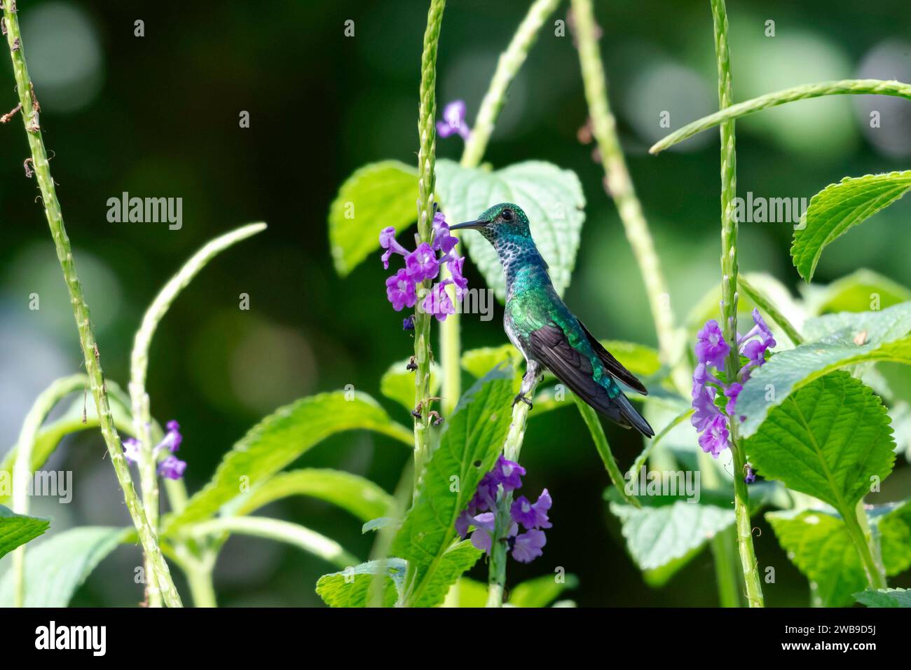 Blue-chinned Sapphire hummingbird, Chlorestes notata, stretches her neck to drink nectar from a blossom in a flowering plant Stock Photo