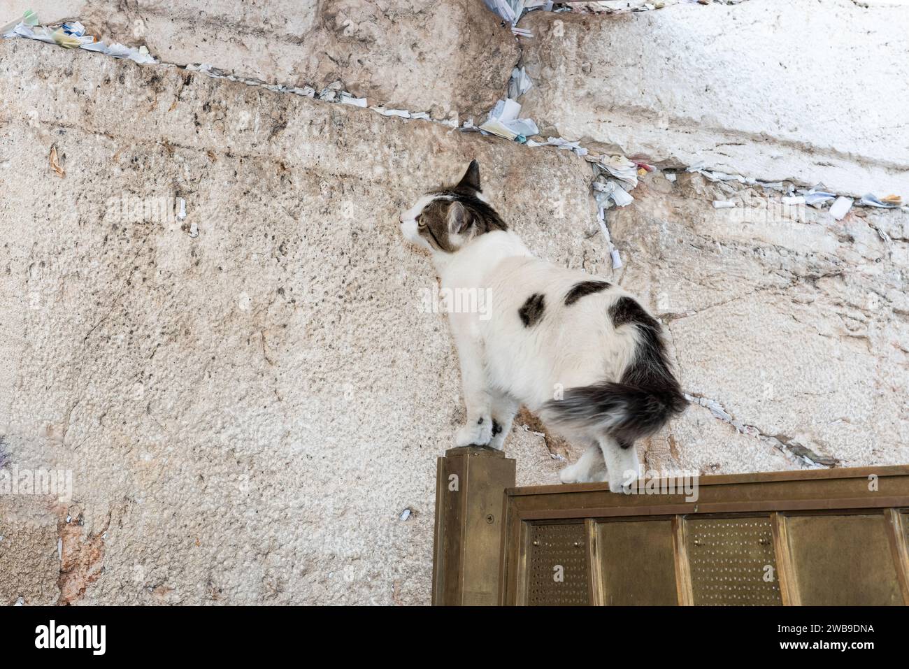 An isolated, blacka and white,  feral, adult, black and whtie street cat walks along the top of a gold metal fence next to the Western Wall in Jerusal Stock Photo