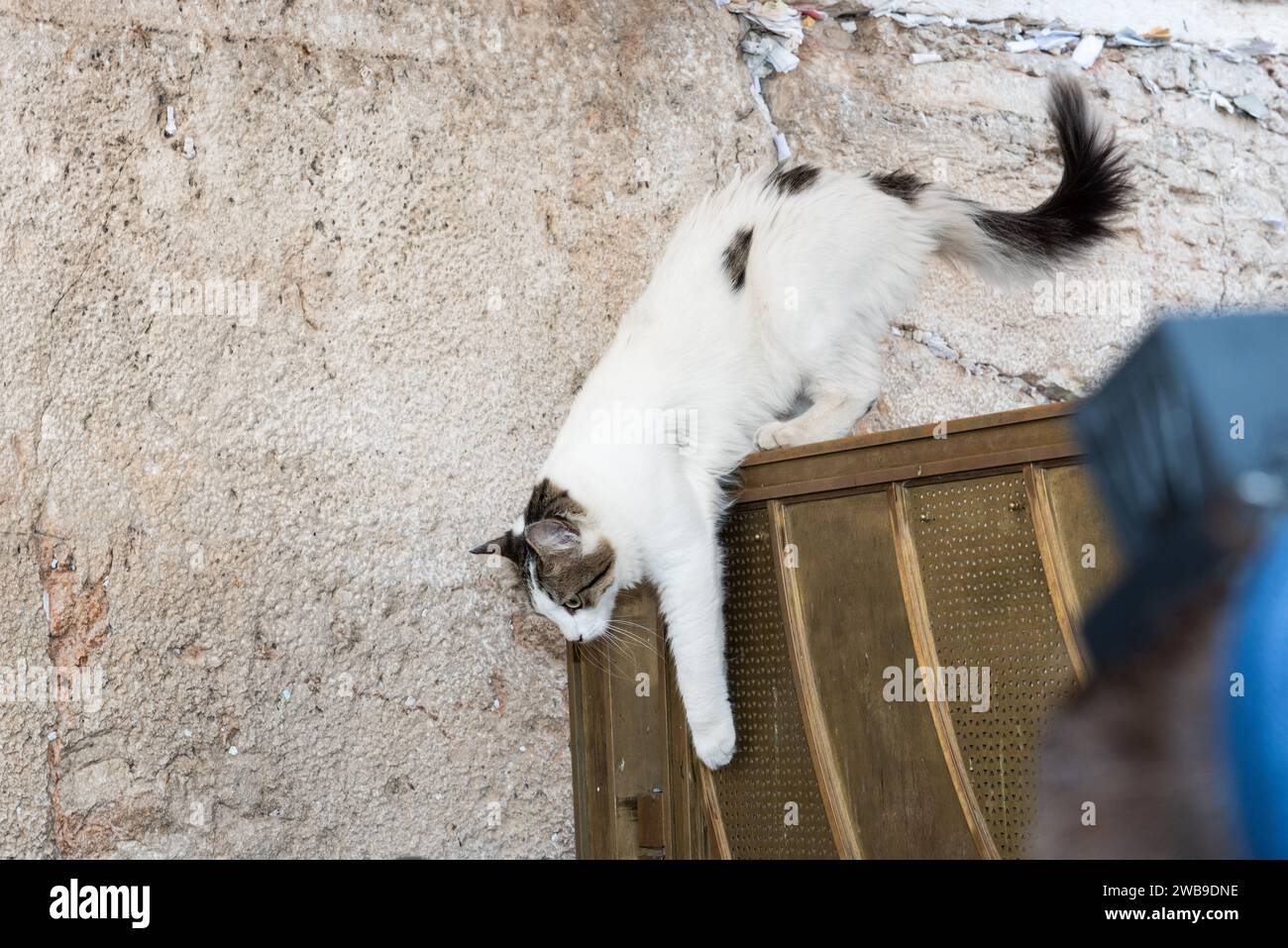 A feral, adult, black and whtie street cat jumps down from a gold metal fence next to the Western Wall in Jerusalem. Stock Photo