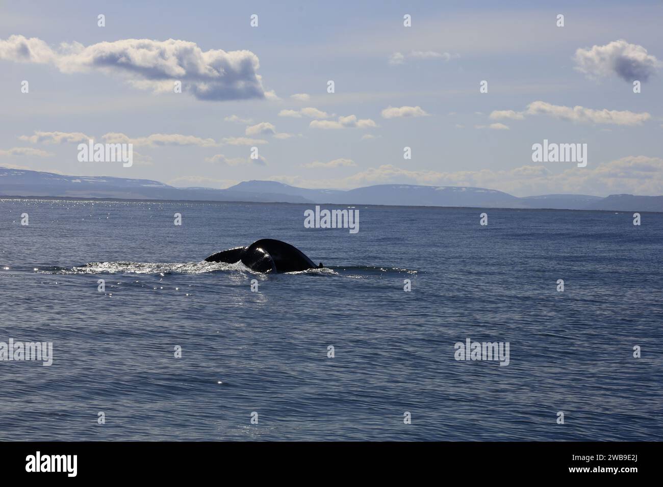 View on a whale in the Skjálfandi bay in northern Iceland Stock Photo ...