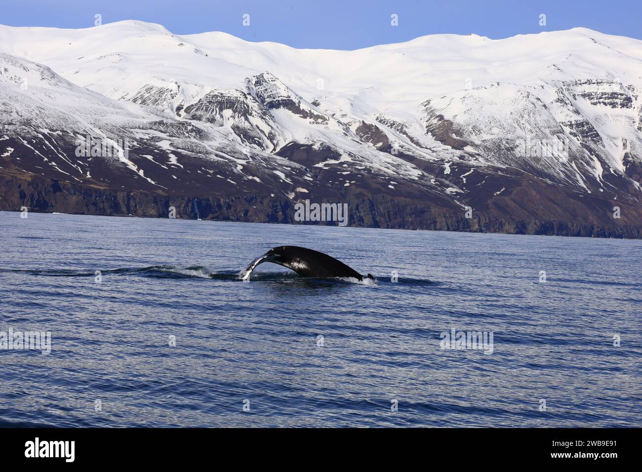 View on a whale in the Skjálfandi bay in northern Iceland Stock Photo ...