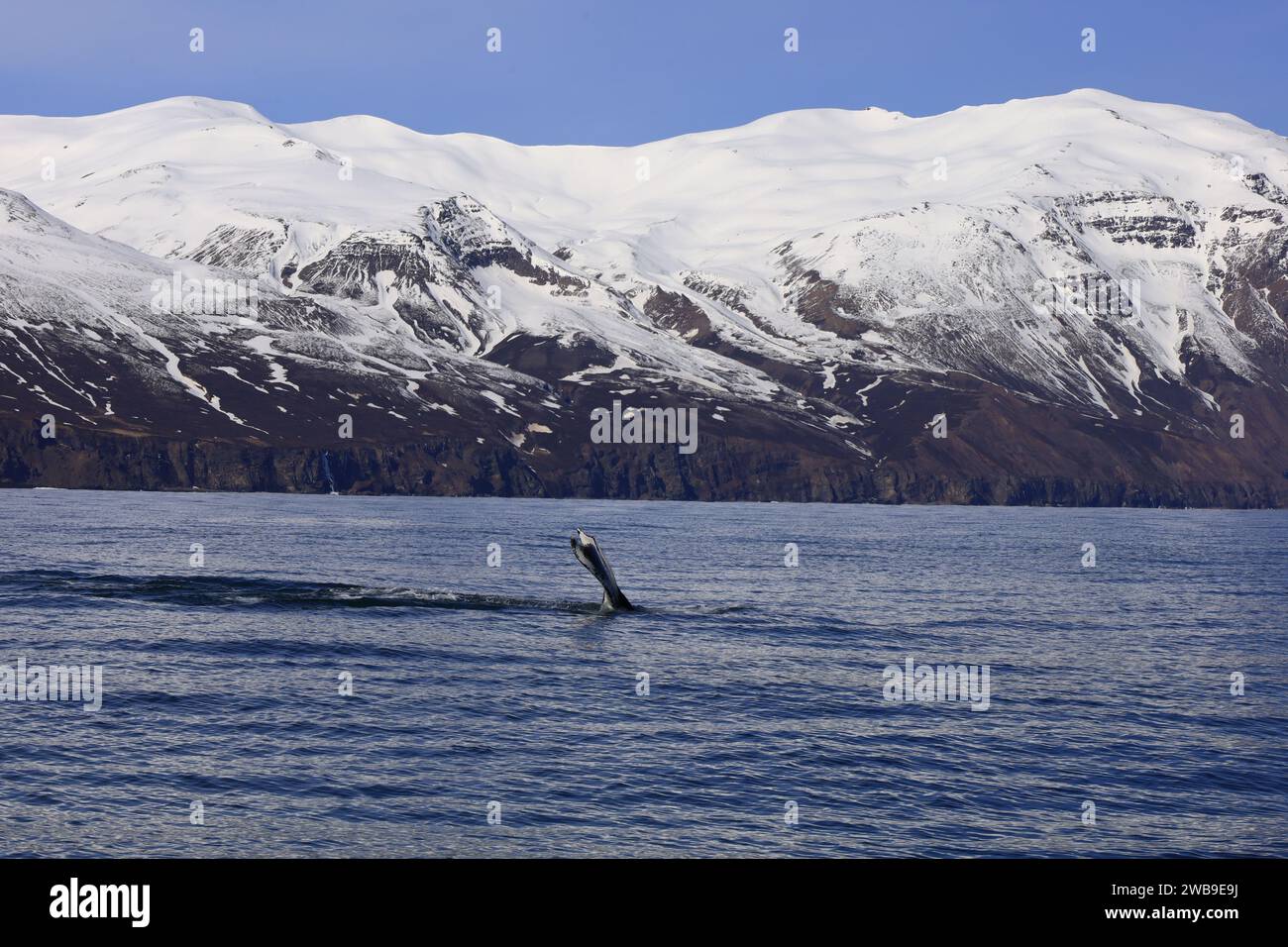 View on a whale in the Skjálfandi bay in northern Iceland Stock Photo ...