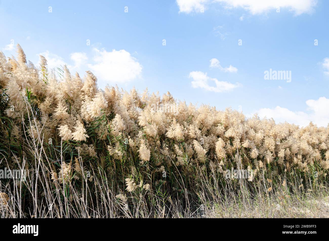 Pampas grass with flowers, lined along the banks of Al Laraana Lagoon in Qatar Stock Photo
