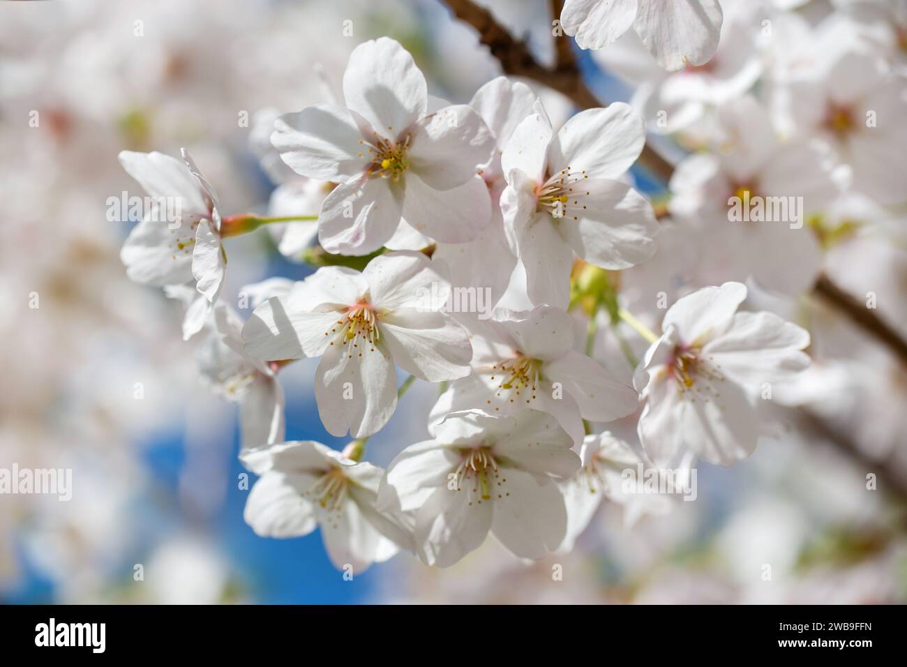 Cherry tree blossom, flower close up, spring background Stock Photo