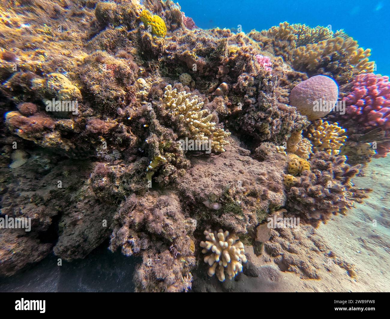 Underwater panoramic view of coral reef with tropical fish, seaweeds ...