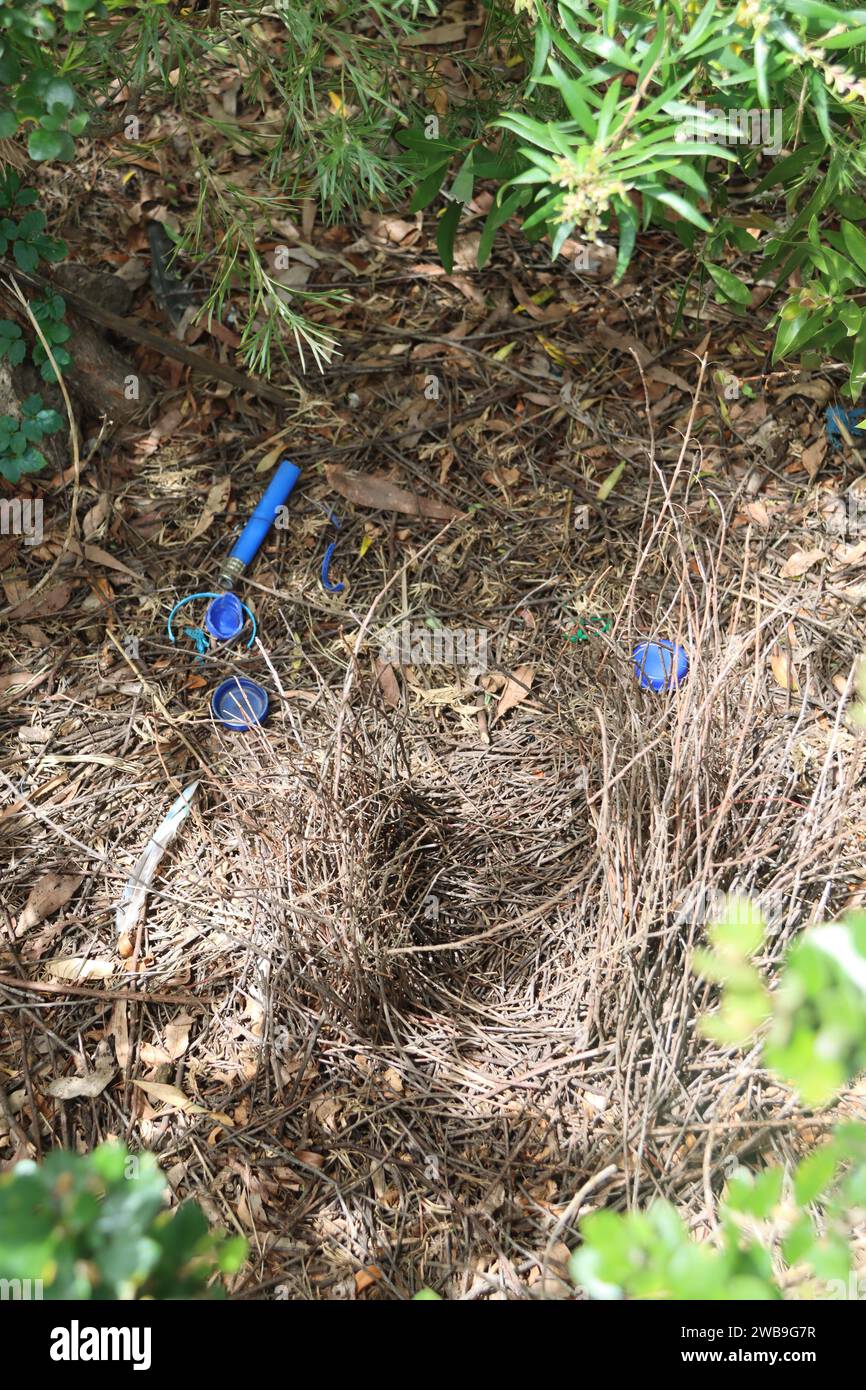 Satin Bowerbird nest in australia Stock Photo