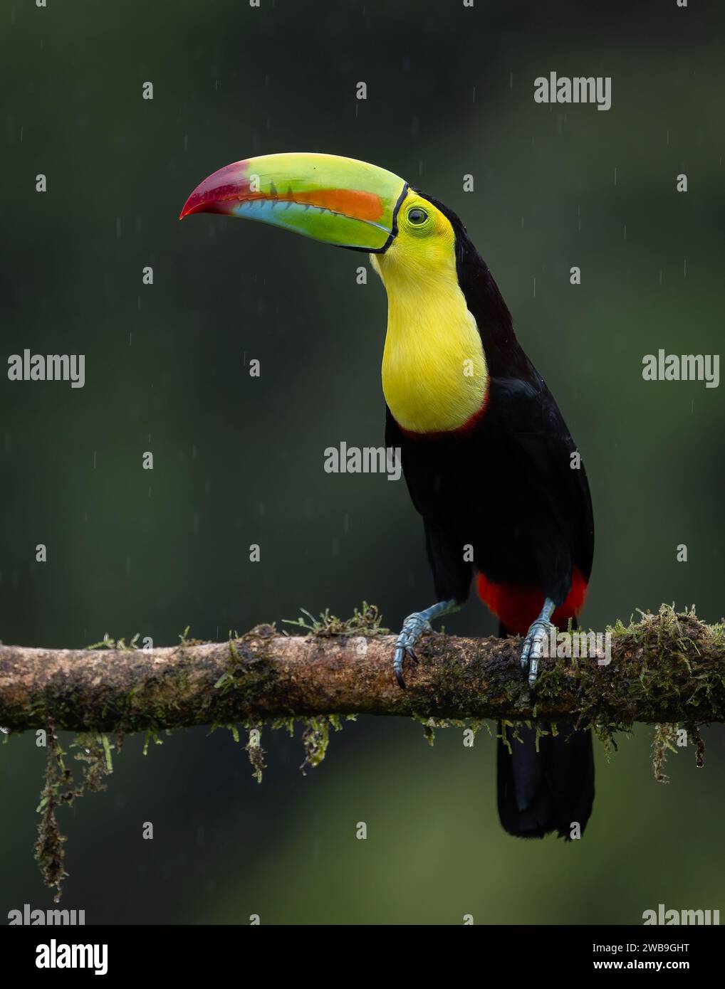 Keel-billed toucan in Costa Rica Stock Photo