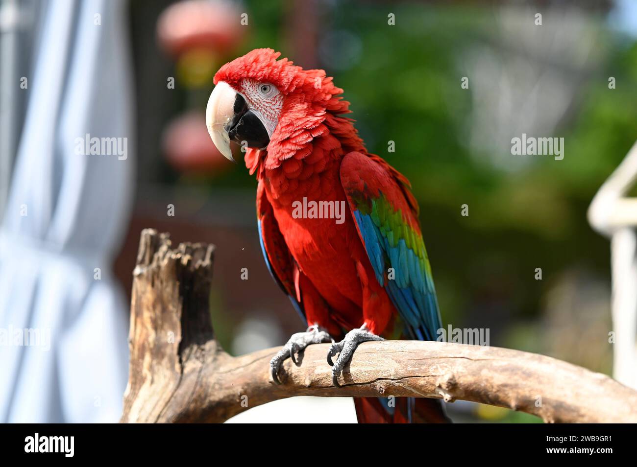 Deutschlands coolster Papagei 18.05.2023 Egelsbach Deutschlands coolste Papageien-Dame Jaqueline. Egelsbach Egelsbach Hessen Germany *** Germanys coolest parrot 18 05 2023 Egelsbach Germanys coolest parrot lady Jaqueline Egelsbach Egelsbach Hessen Germany Stock Photo