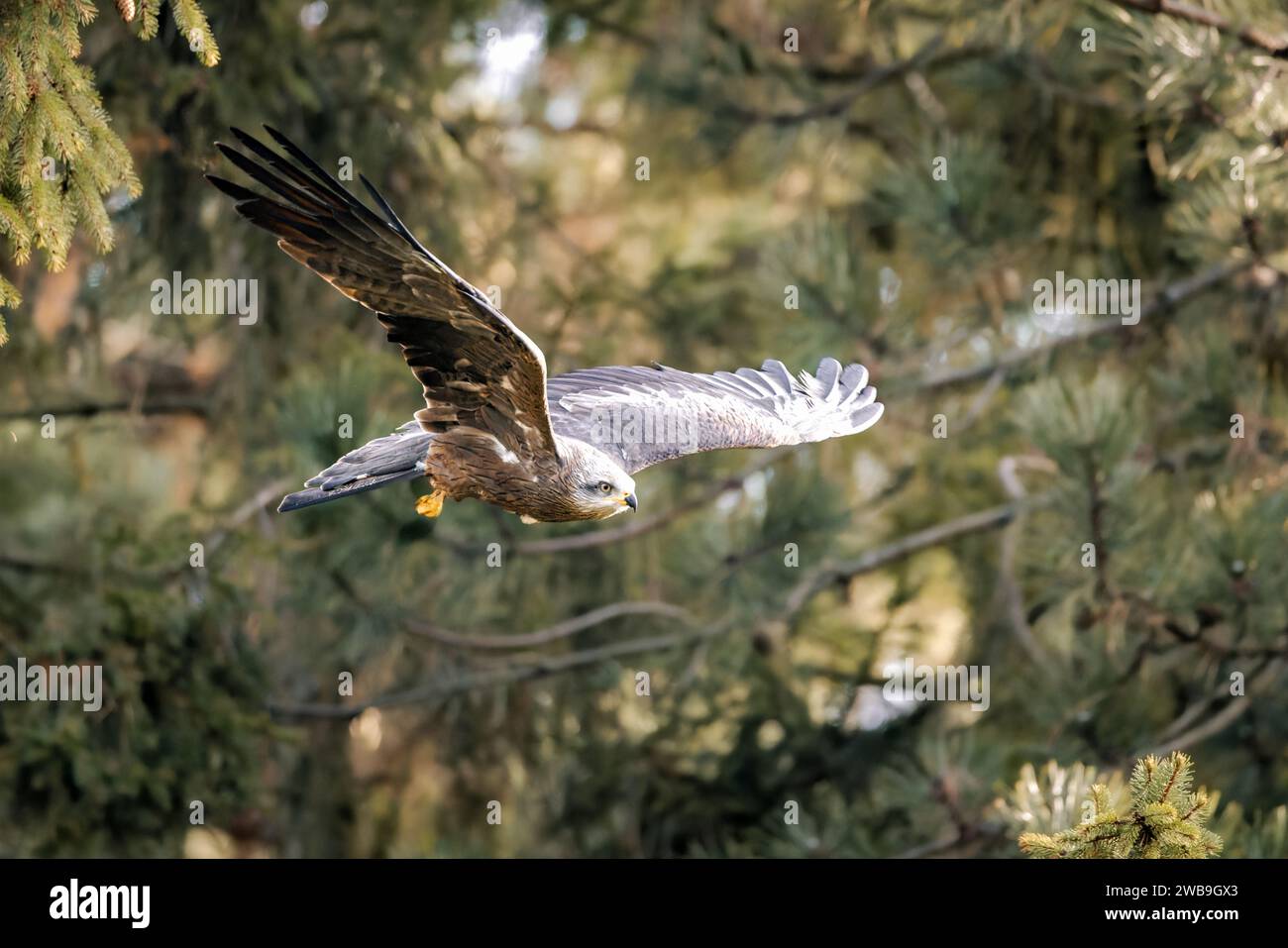 A closeup of a hawk soaring through a pine forest Stock Photo