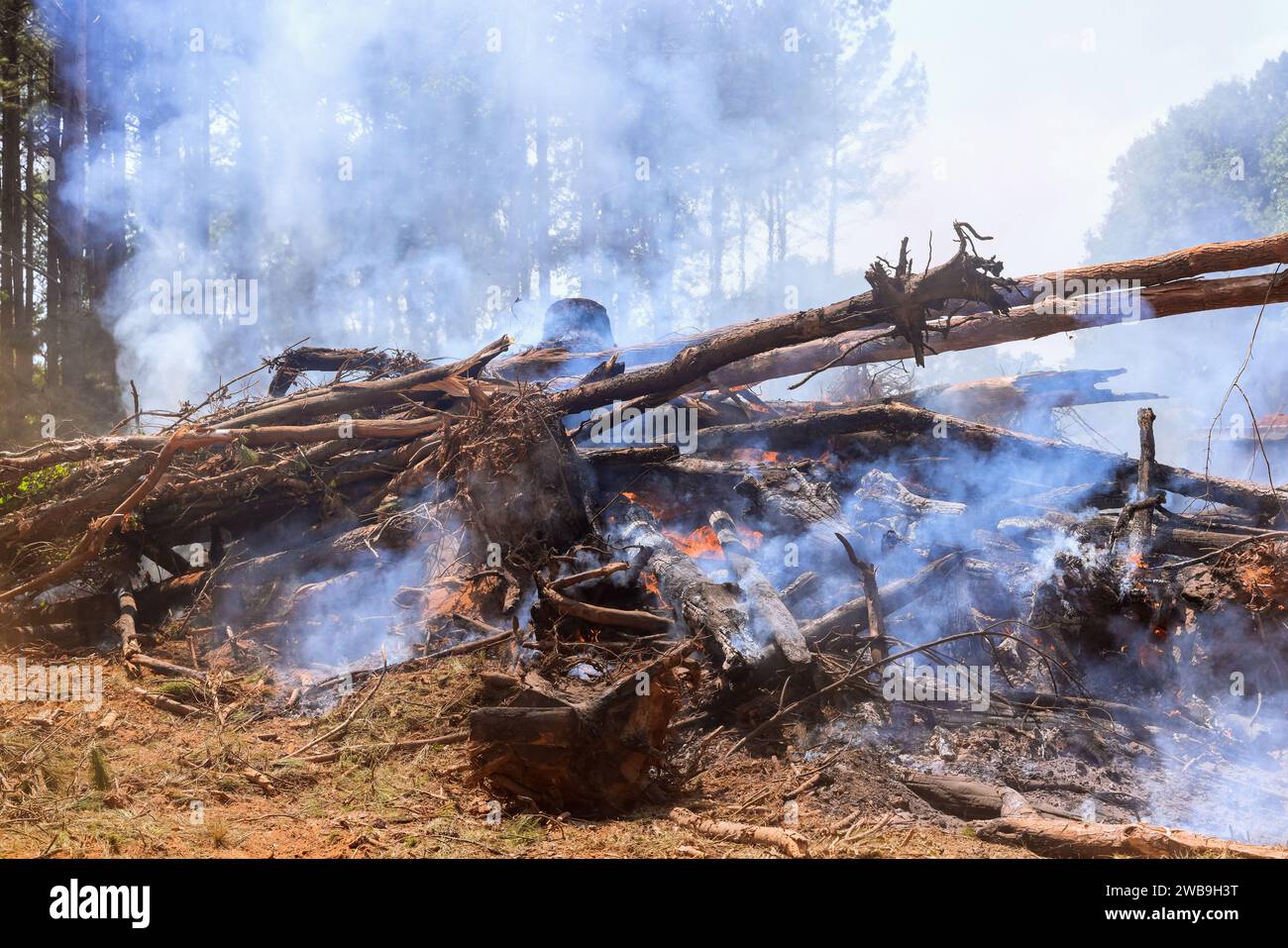 Smoke in forest caused deforestation hi-res stock photography and ...