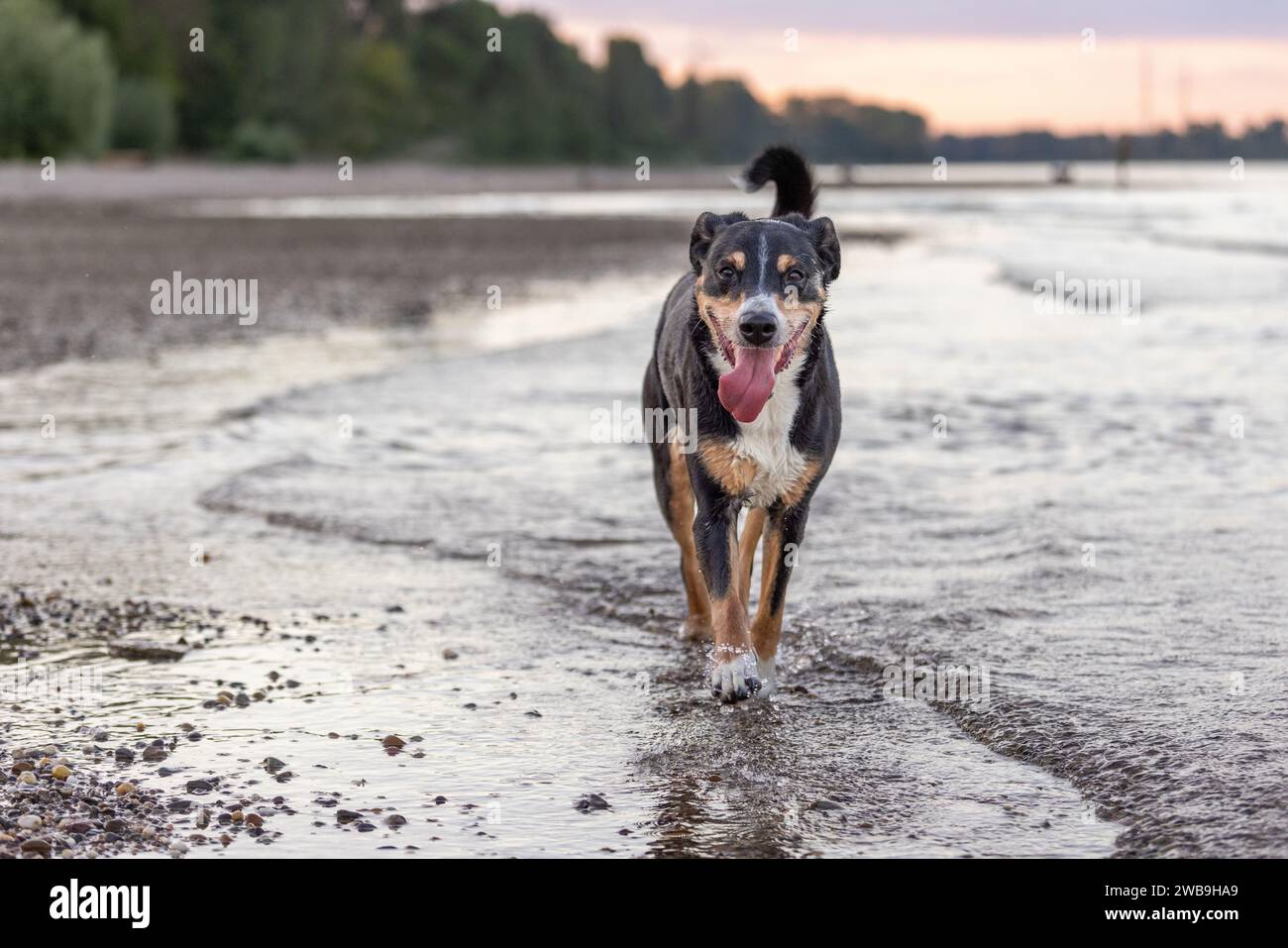 Tri Color Running beautiful tricolor dog running on the beach Stock Photo - Alamy