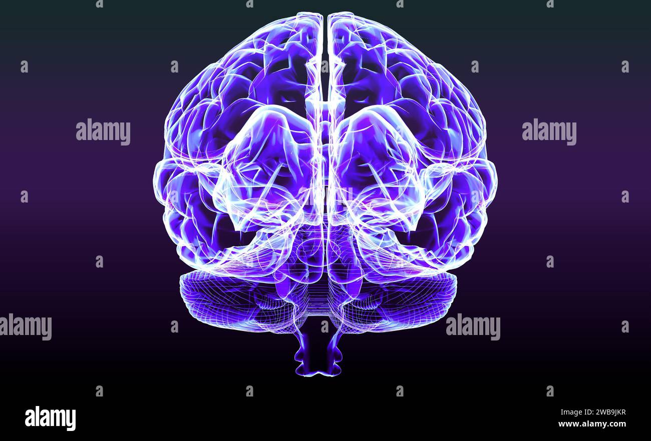 Section of a brain seen in profile, parts of the brain. Degenerative diseases, Parkinson, synapses, neurons, Alzheimer’s. Human anatomy, brain scan Stock Photo