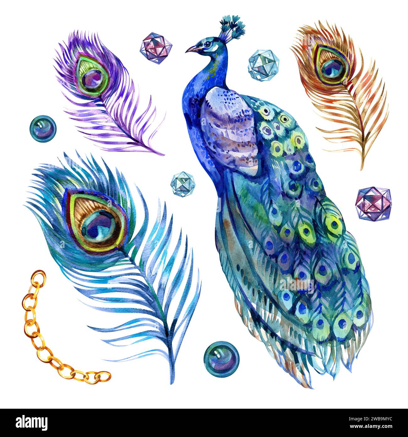 Watercolor peacock bird and feather set, illustration isolated bird