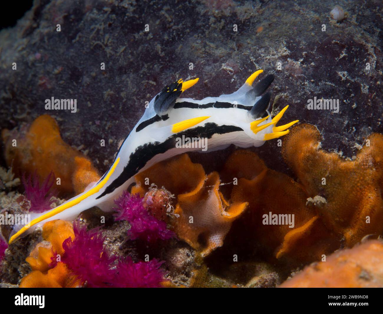 A Crowned nudibranch (Polycera capensis) underwater on the reef with white body and black and yellow markings Stock Photo