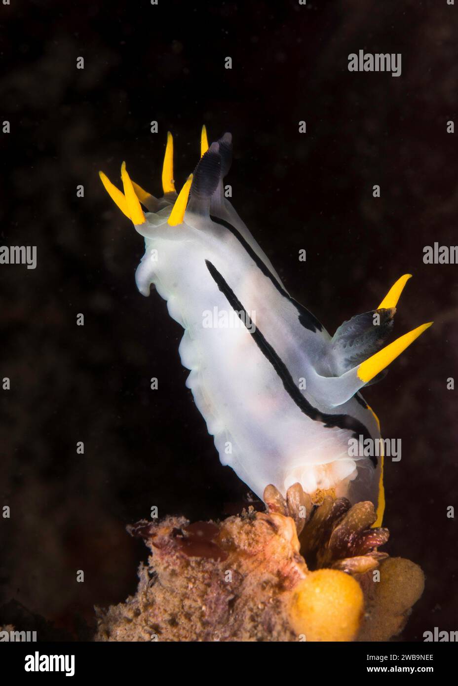 A Crowned nudibranch (Polycera capensis) underwater on the reef with white body and black stripes and yellow tips. Reaching up Stock Photo