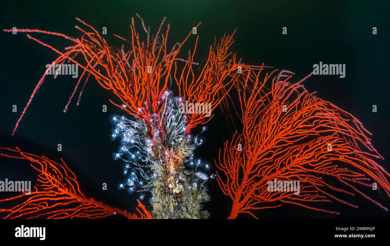 A large Palmate sea fan (Leptogoria palma) with a colony of Tubular hydroids (Tubularia warreni) growing on it underwater Stock Photo