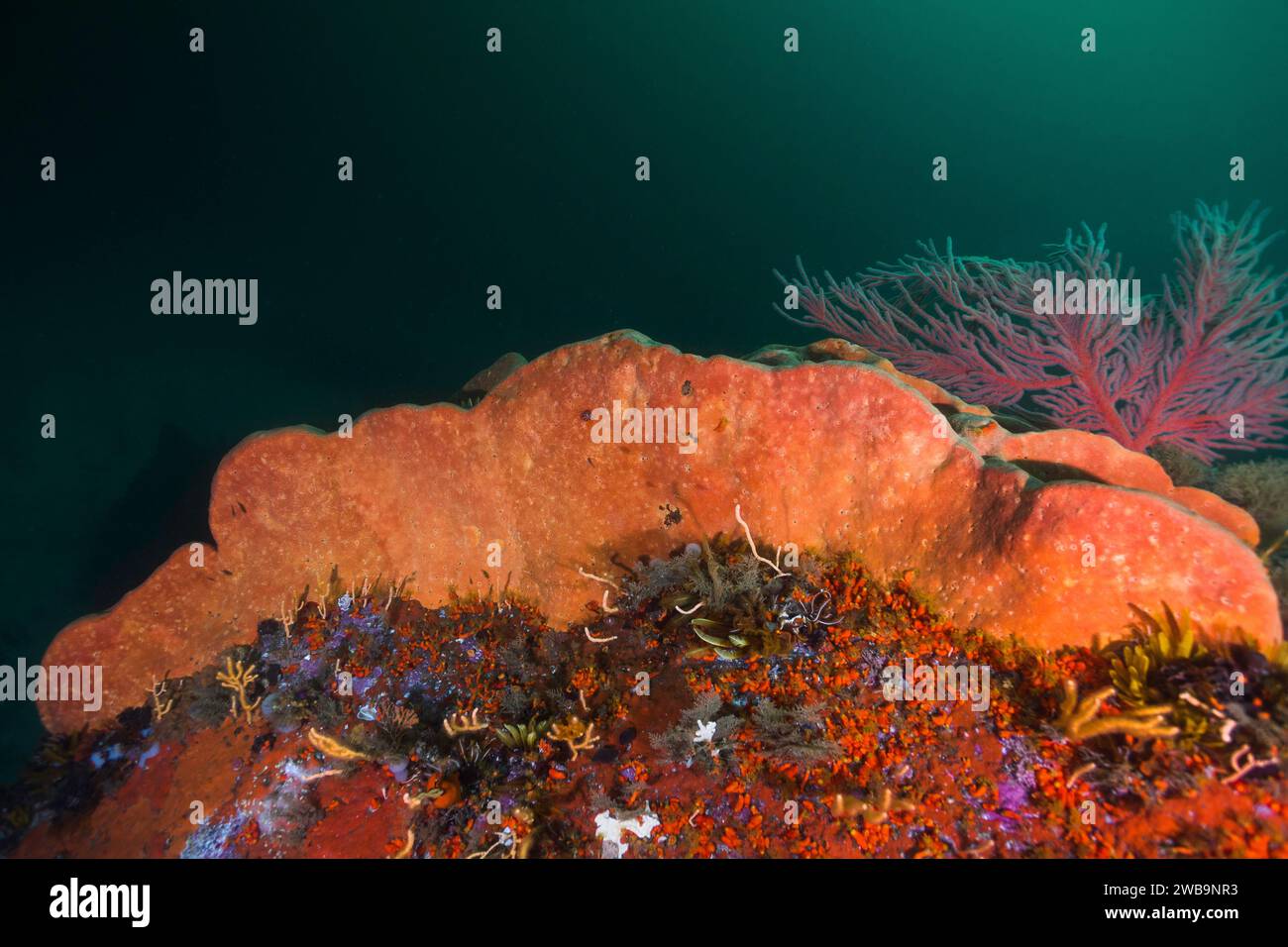 A massive orange wall sponge (Spirastrella spinispirulifera) growing on the reef underwater Stock Photo