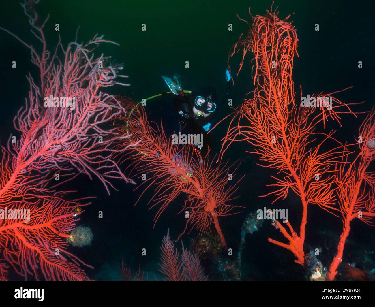 A scuba diver swimming behind a few large Palmate sea fans (Leptogoria palma) looking at the camera Stock Photo