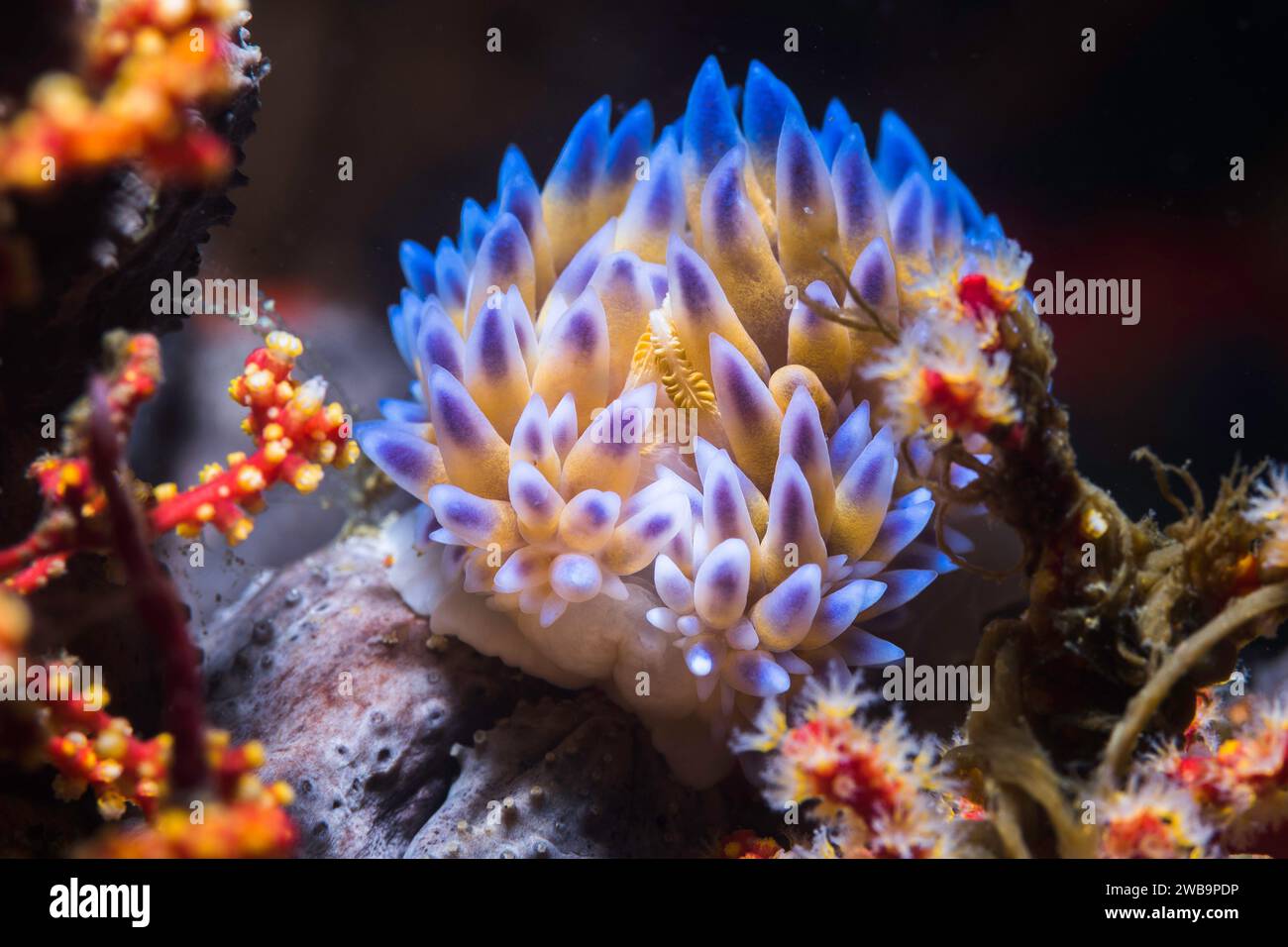A blue Gas flame nudibranch (Bonisa nakaza) front view of the sea slug on the reef underwater Stock Photo