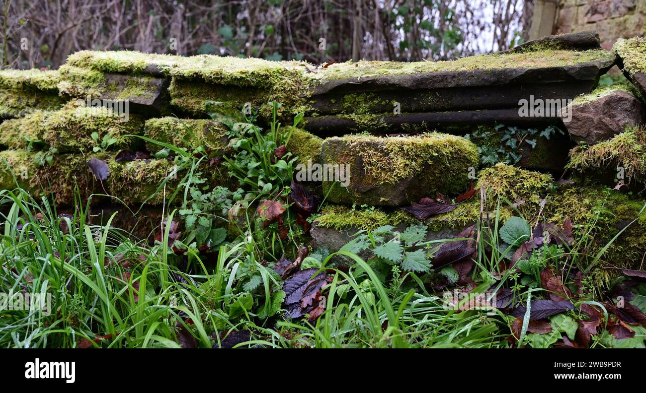 Moss growing on a low stone wall. Stock Photo