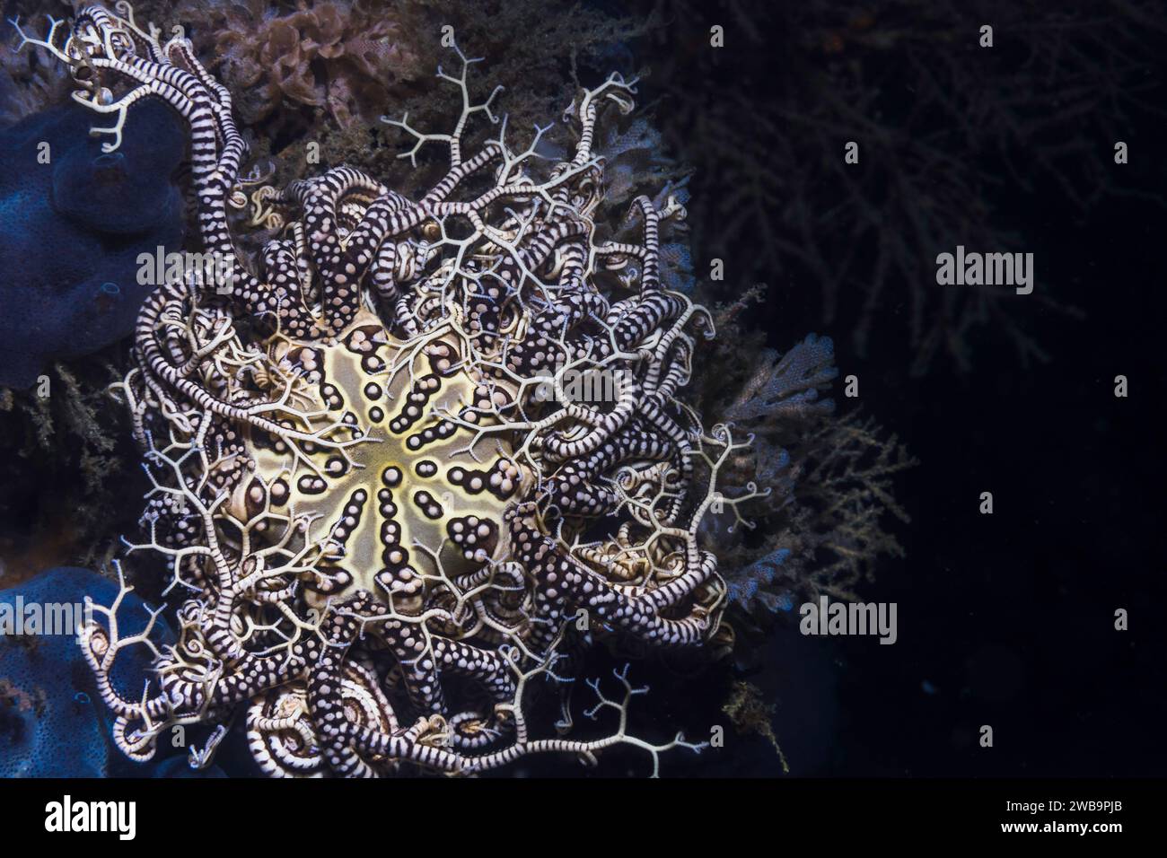 Closeup of a Basket Star fish (Astrocladus euryale) on the reef underwater with a black background Stock Photo