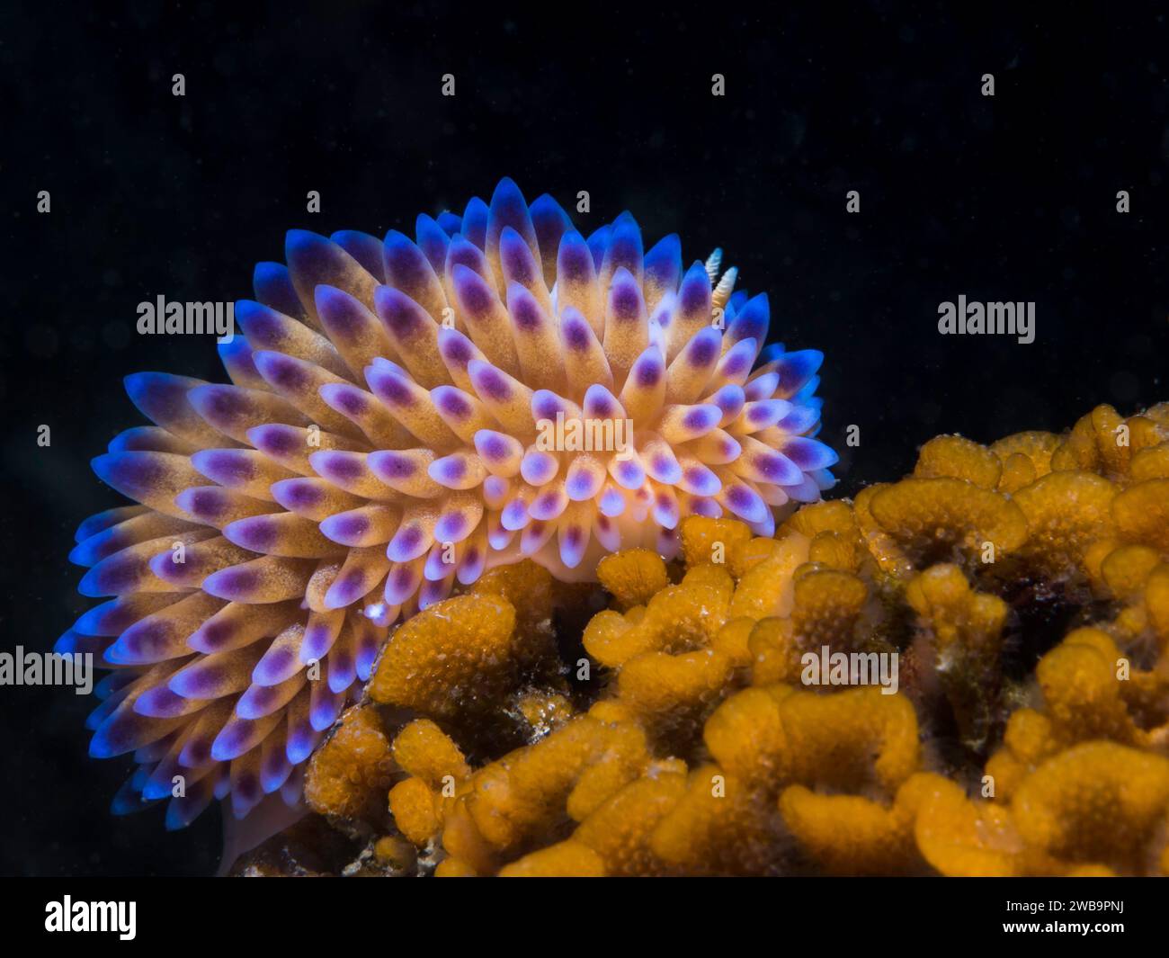 A blue Gas flame nudibranch (Bonisa nakaza) side view of the sea slug on the reef underwater Stock Photo